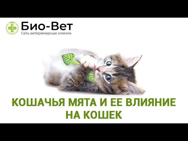 Кошачья мята и ее влияние на кошек // Био-Вет