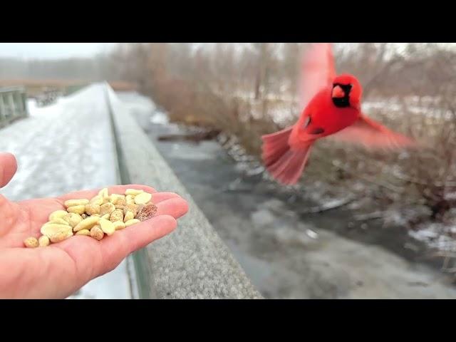 Hand-feeding Birds in Slow Mo - Cardinals on Christmas 