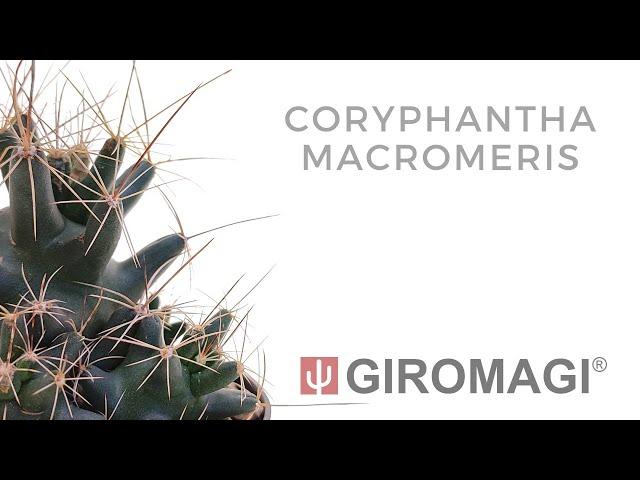 Coryphantha macromeris