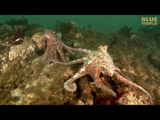 Giant Pacific Octopus Adventure | JONATHAN BIRD'S BLUE WORLD