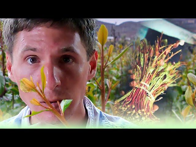 WHY I LOVE MIRAA - White Guy Eats Miraa: A Bold Cultural Experiment