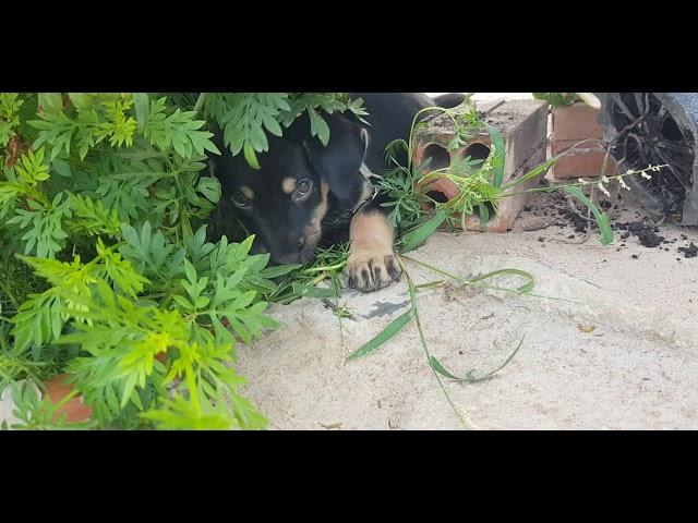 Dodo want to play and sleep in the flower and grass