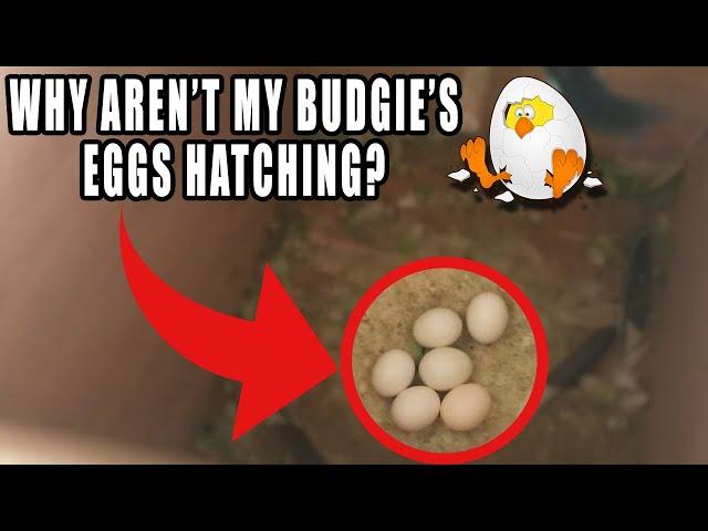 Why aren't my budgie's eggs hatching?