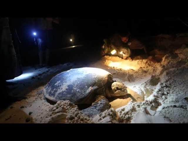 From Sand to Sea and Back - Solomon Islands Sea Turtles