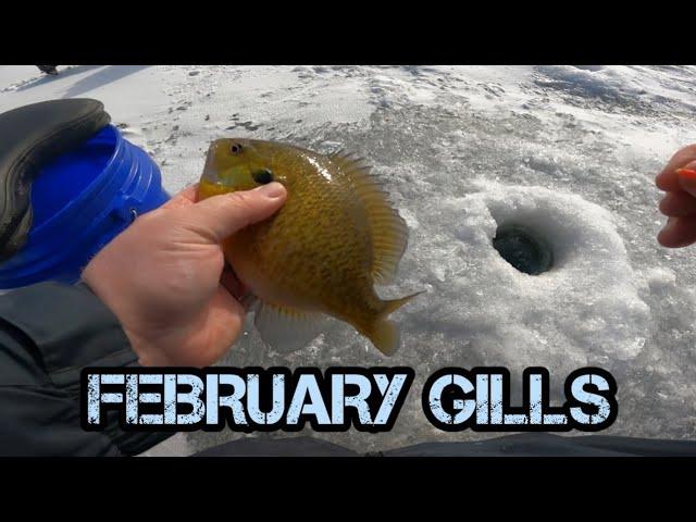 I Busted My Ice Fishing Rod Twice!! And Still Caught some Bluegills!!