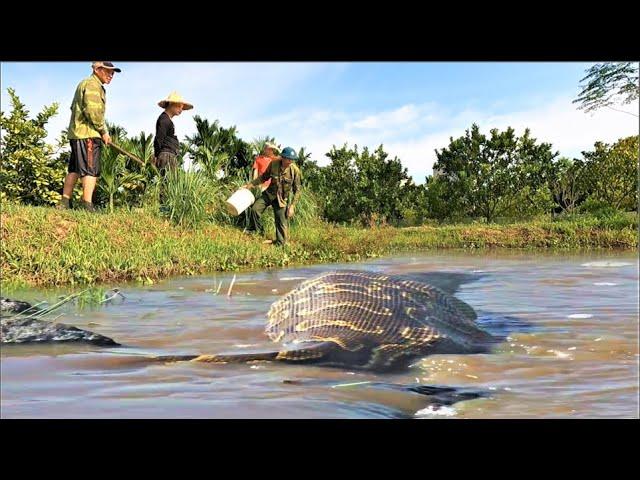 Terrified to discover a giant python monster attacking people in the swamp. - anaconda.