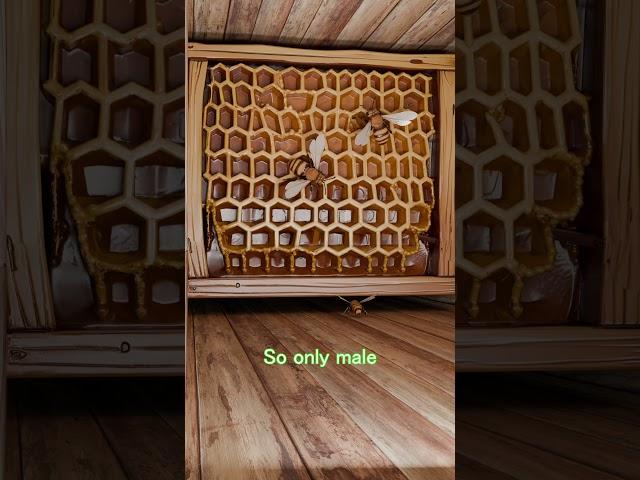 What Happens When the Queen Bee Dies?