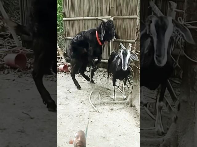 Goat  Beautiful Moments  Time of | RK goat farming | #remix #short #shorts #shortvideo