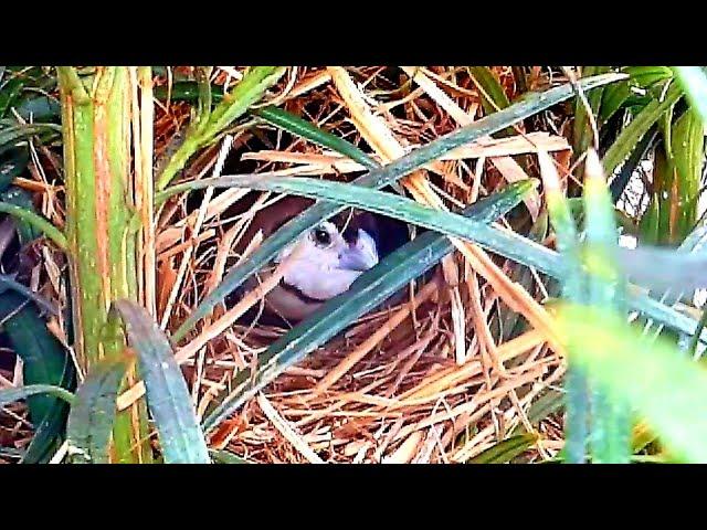 Bird aviary release : Owl Finches ( Taeniopygia bichenovii )