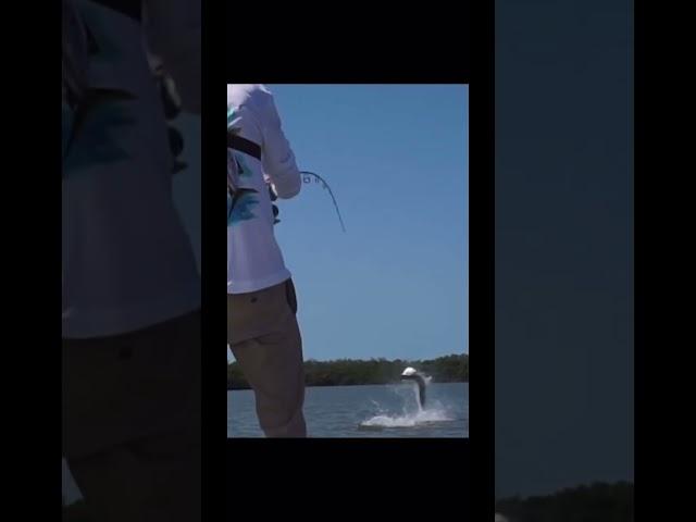 Big Tarpon Jump!! #fishing #tarpon #snook #everglades