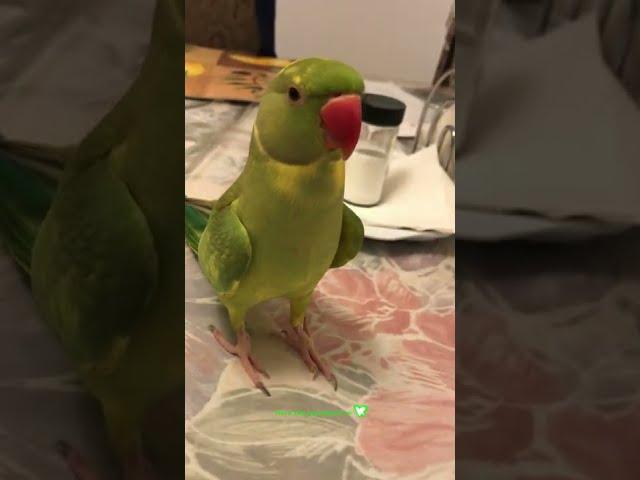 Indian Ringneck Parrot talking and playing