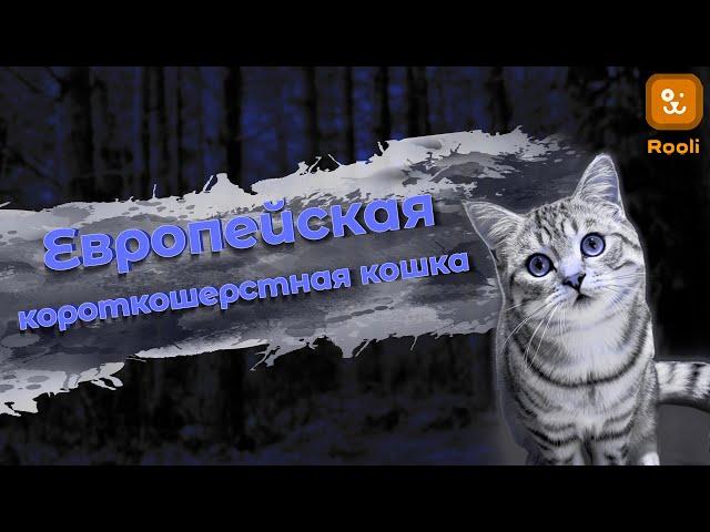 Европейская короткошерстная кошка: Фото и особенности породы