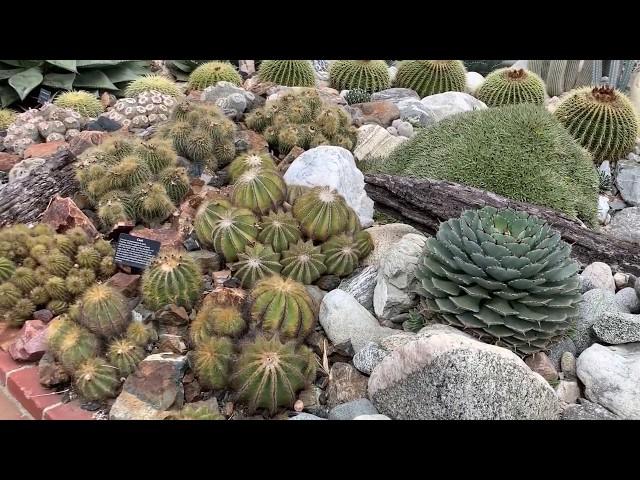 Beautiful Cactus Garden Tour -  Sherman Library