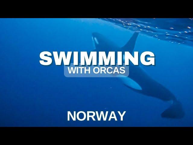 Swimming with orcas Norway, a mind blowing experience that you will never forget.