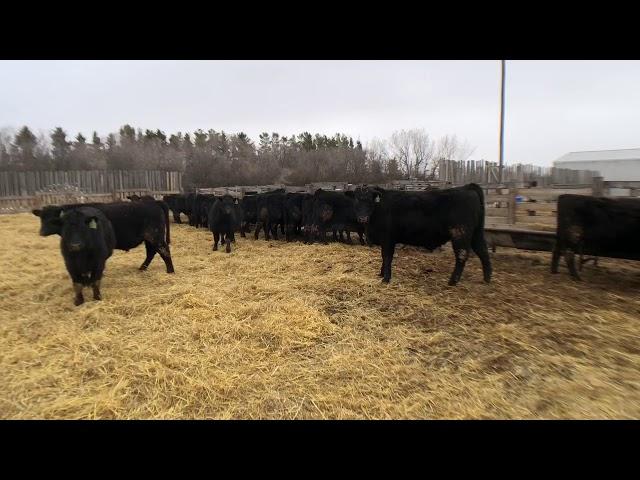 101 - Black Angus Commercial Steers