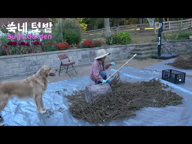 [숙네 텃밭] 들깨를 떨었어요.온 마당에 들깨향이 가득하네요. 올해는 들깨를 조금 심었는데 들깨 양이 많이 나왔어요. 텃밭에서 들깨를 조금 심었다면 이렇게 한번 떨어보세요.