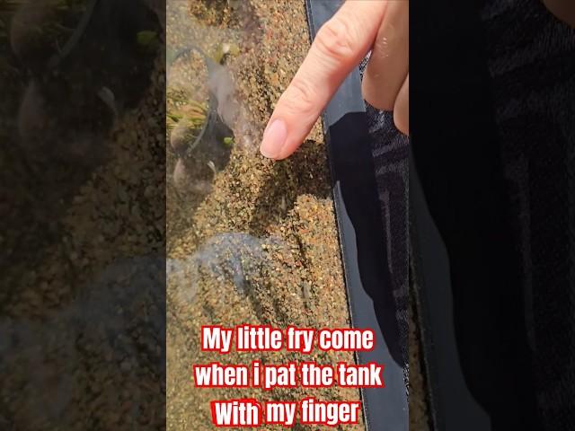 My baby CICHLIDS think my finger is there mother.#fry #aquarium #egg #fishtank #aquariumfish