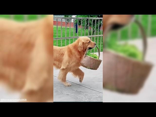 Smart Amazing Dogs  Funny Dog Videos #dogs #funnydogs #pets