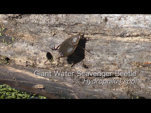 Giant Water Scavenger Beetle, Brown Water Scorpion, Green Herons, & Pileated Woodpeckers