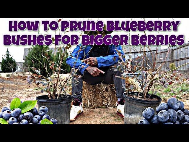 HOW TO PRUNE A BLUEBERRY BUSH FOR......