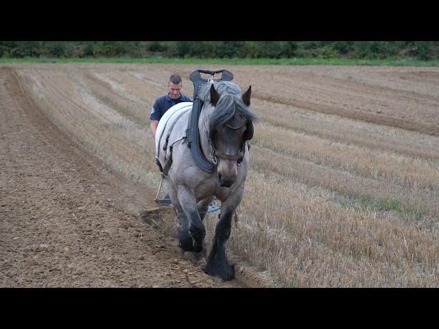 Horse plowing : the plow furrow must be straight