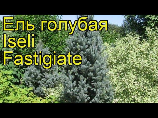 Ель голубая Изели Фастигиата. Краткий обзор, описание характеристик picea pungens Iseli Fastigiate