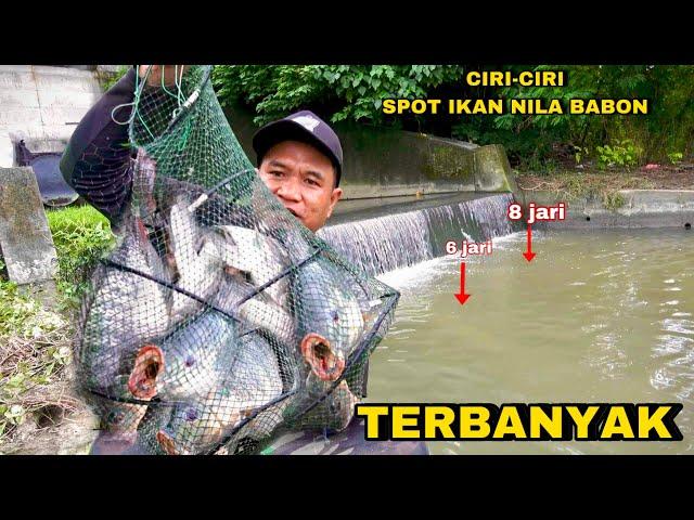 Beruntung Mancing ikan Nila Liar di sungai dapat Babon Terbanyak Ngeri Tarikanya Kail sampai Putus