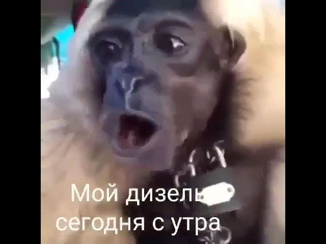 Старый дизель с утра