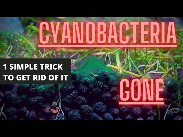 AQUARIUM ALGAE GUIDE Ep #4 Cyanobacteria - Blue Green Algae Removal