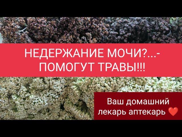 НЕДЕРЖАНИЕ МОЧИ. ДУШИЦА И ТЫСЯЧЕЛИСТНИК В ПОМОЩЬ…