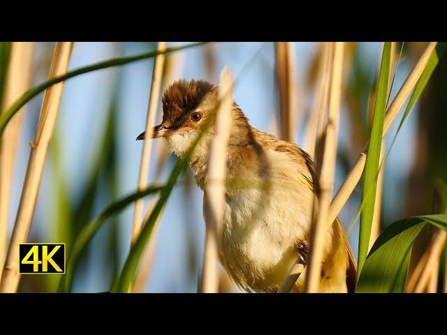 Wildes Brandenburg - Sommer im Nationalpark Unteres Odertal