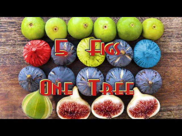 Amaze your friends! 5 different figs growing on one small fig tree!