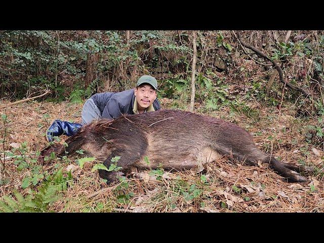 무려 120kg!! 거대한 멧돼지를 잡아보자!!