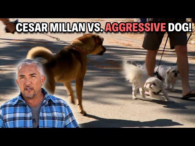 Aggressive German Shepherd That Bites And Barks At Everything! | Cesar 911 Season 4, Ep. 2 - Part 2