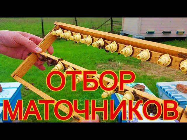 Раздача 14ти дневных маточников в нуклеусы и хвосты после продажи пчелопакетов/сибирский пчелоблог