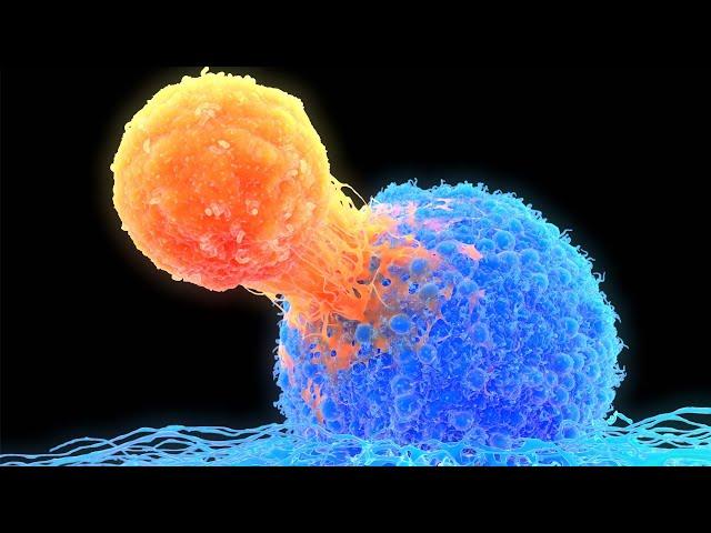 T Cell Receptor Activation