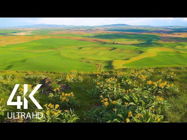 8 HOURS of Birdsong and Wind Whisper - Relaxing Atmosphere of Steppe Flower Fields - 4K Ultra HD