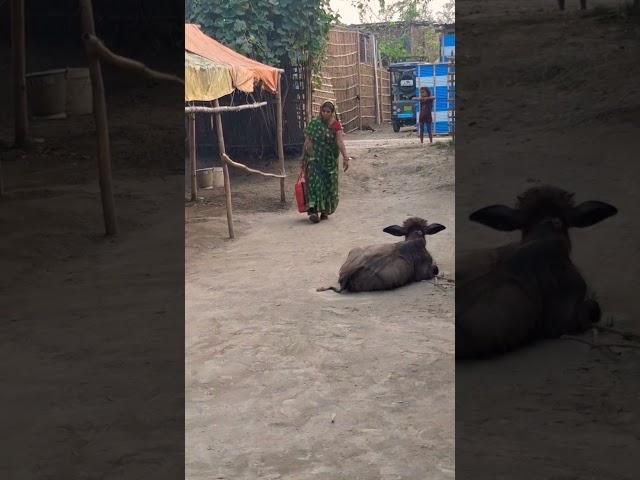 viral short viral video shorts #shortsviral #bhawesh Raj #ronak Raj #sunita bhawesh