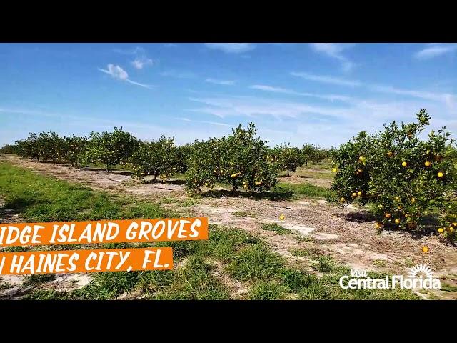 Pick an Orange at Ridge Island Groves - Haines City, FL