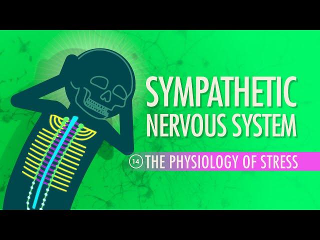 Sympathetic Nervous System: Crash Course Anatomy & Physiology #14