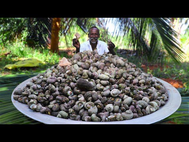 SEA SNAIL HUNTING | DELICIOUS SEA SNAIL RECIPE | Catching and Cooking Snail |Village Grandpa Hunting