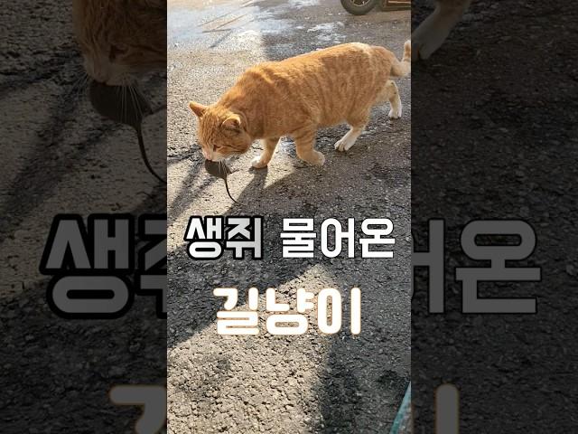 길냥이 가지의 보은 (Feat. 생쥐) #길냥이 #길고양이 #고양이 #생쥐 #쥐