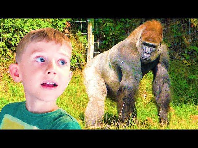 Let's go to watch Gorilla with Yegorka TV | Funny animal videos | Zoo animals for kids