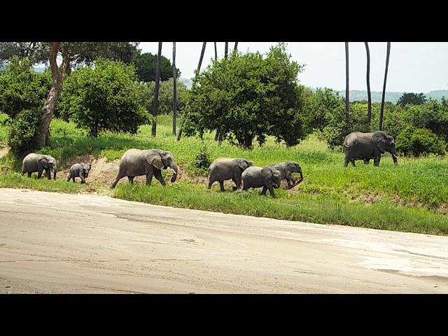 Elephant crossing Mwagusi River from Ruaha National Park