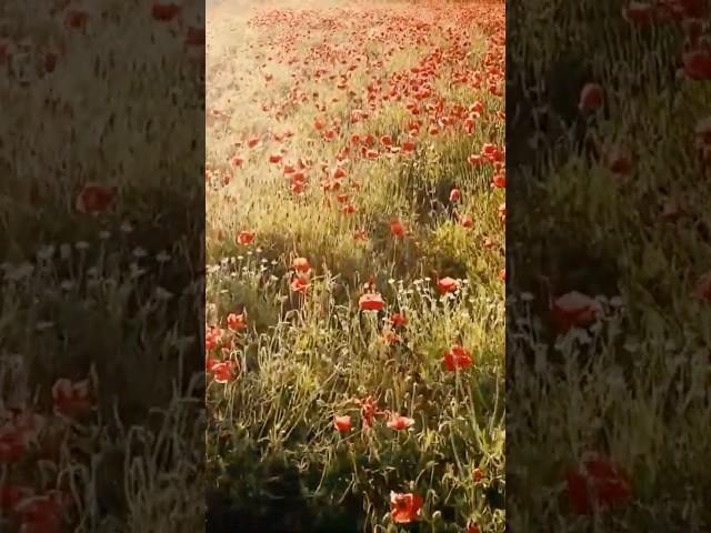 Каковы твои мысли#мышлениепобедителя #мышление