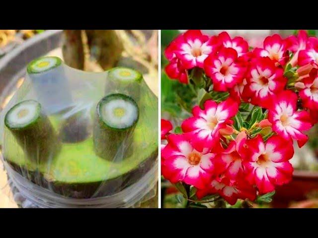 Very Easy Method To Graft Desert Rose |  How To Graft Adenium Plant Easily