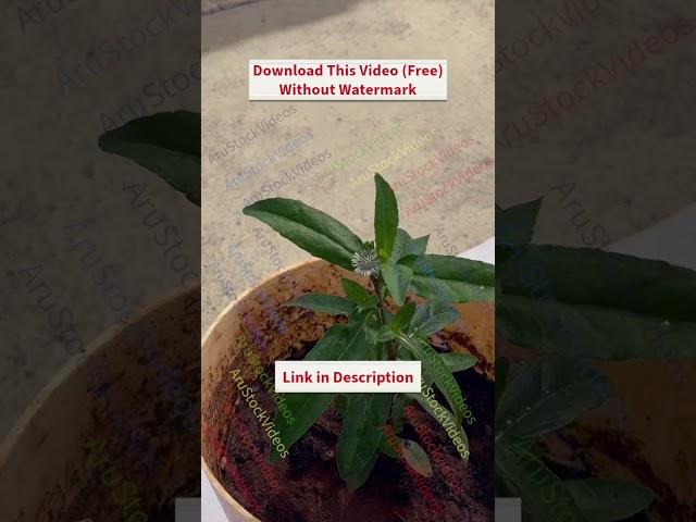 False Daisy (Eclipta prostrata) On A Pot - Stock Photo