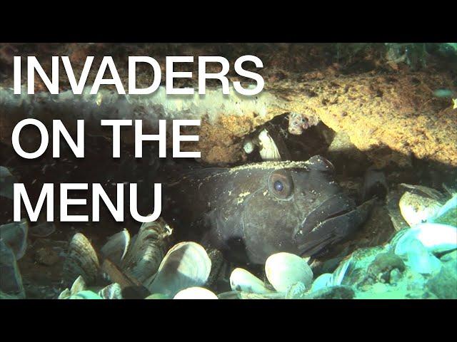 Invaders on the Menu | Great Lakes Now