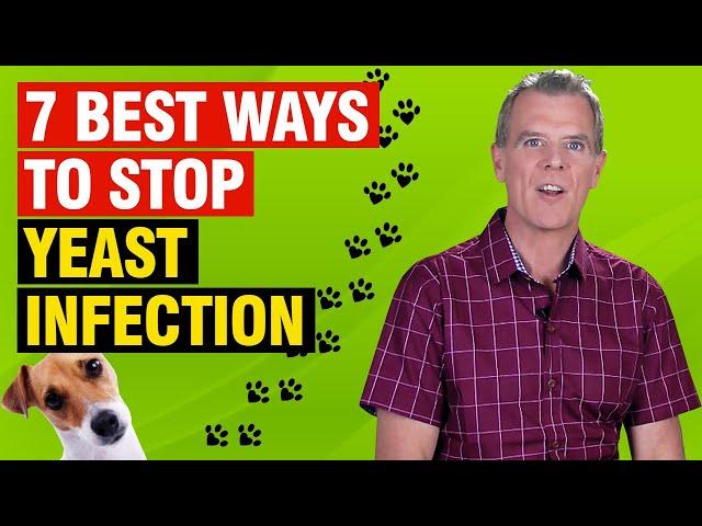 Itchy Dog Yeast Infection (5 ESSENTIAL Steps to Stop It)