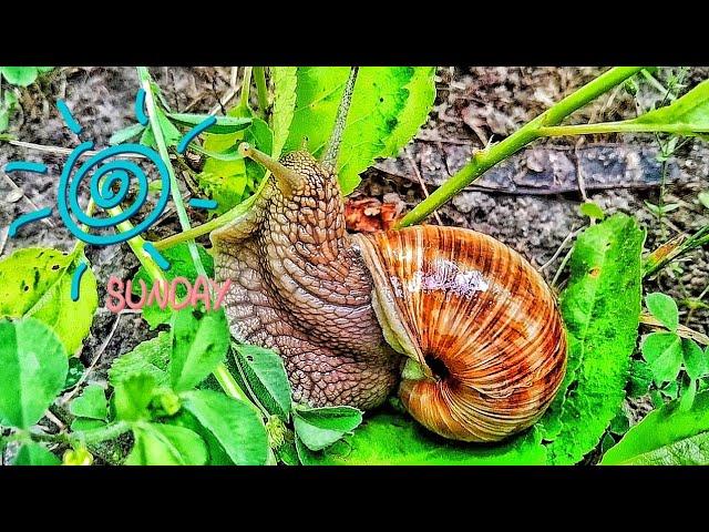 Grape snail - large eaten snail